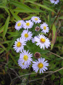 Aster sp